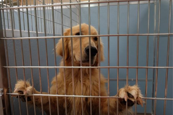 golden-at-shelter.jpg