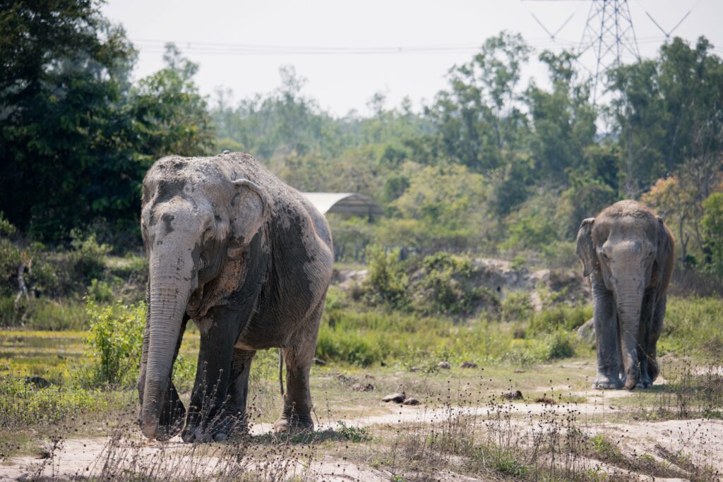 1-Rescued-elephants-at-WFFT-f69d869fabd193f8dd74a2e0a4dc1340-1024x683.jpg