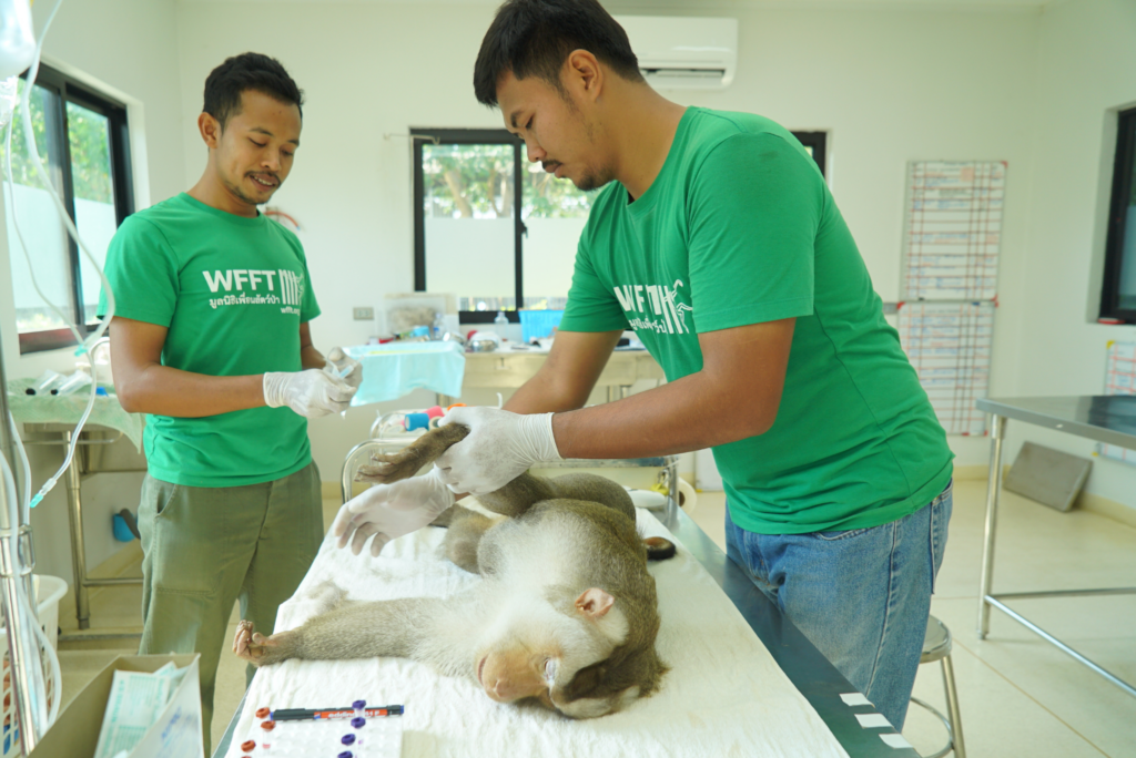 5-Macaque-health-check-at-WFFT-hospital-3a6e483d4e06dae365f0d3f73f08d7a8-1024x684.png