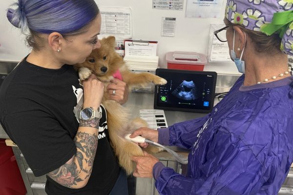 animal-balance-vet.jpg