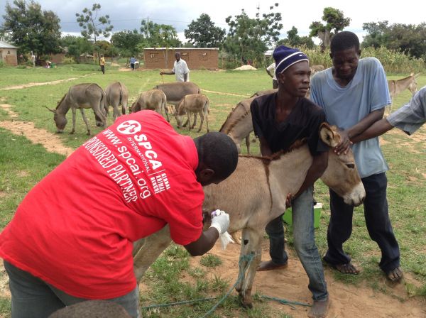 Here, a TAPO staff member drains an infected wound and talks to the farmer about how to provide the best care to the animal. The farmer is learing to provide a longer, healthier and happier life for the donkey, which will also benefit his family. 